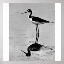 Black-Necked Stilt (BW) Print
