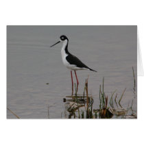 Black-necked Stilt Card