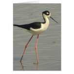 Black-necked Stilt Card