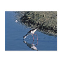 Black-necked stilt drinking from lake postcards