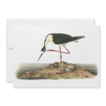 Black-Necked Stilt, John Audubon Custom Invites