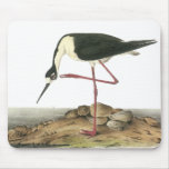 Black-Necked Stilt, John Audubon Mouse Pads