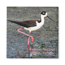 Black-Necked Stilt Refrigerator Magnets