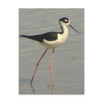 Black-necked Stilt Postcard