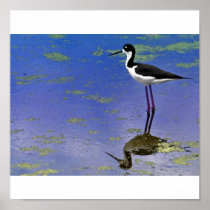 Black-Necked Stilt Poster