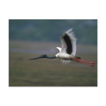Black-necked Stork in flight Postcards