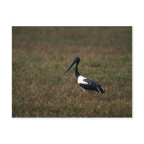 Black-necked Stork Postcard