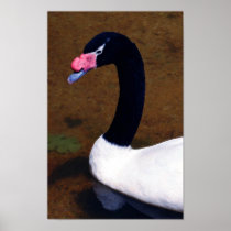 Black necked Swan Print