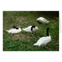 Black-Necked Swans Card