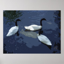 BLACK NECKED SWANS POSTER