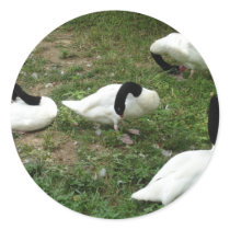 Black-Necked Swans Stickers