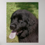 Black Newfoundland Dog Animal Poster Print