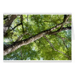 BLack Olive Tree Canopy Cards