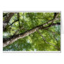 BLack Olive Tree Canopy Cards