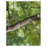 BLack Olive Tree Canopy Full Color Flyer