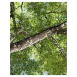 BLack Olive Tree Canopy flyers