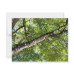BLack Olive Tree Canopy Personalized Invite