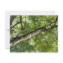 BLack Olive Tree Canopy Personalized Invite