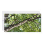 BLack Olive Tree Canopy Photo Greeting Card