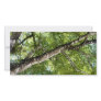 BLack Olive Tree Canopy Photo Greeting Card