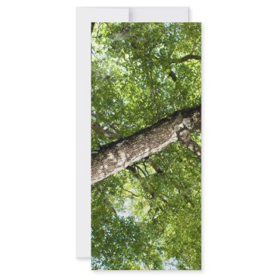 BLack Olive Tree Canopy Full Color Rack Card by arnet17