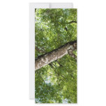 BLack Olive Tree Canopy Full Color Rack Card