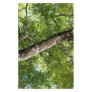 BLack Olive Tree Canopy Stationery Design