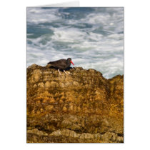 Black Oystercatcher Greeting Cards