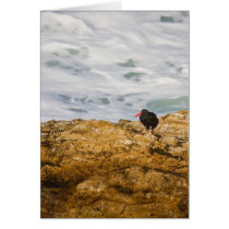 Black Oystercatcher Greeting Cards