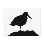Black Oystercatcher Postcard