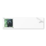 Black Panther Cat  Bumper Stickers