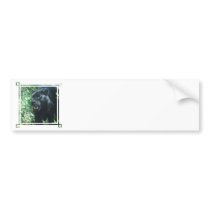 Black Panther Cat  Bumper Stickers