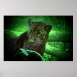 Black Panther Jaguar Posters