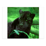 Black Panther Jaquar on Green Postcards