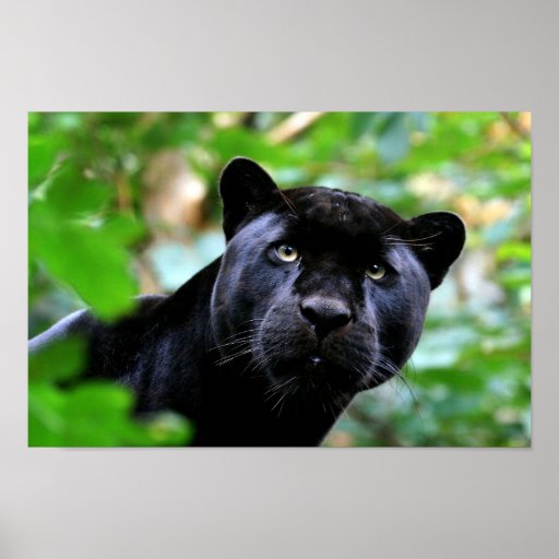 Black Panther Posters