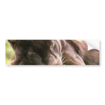 Black Panther Sleeping Sticker Bumper Sticker
