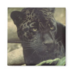 Black Panther Square Magnet