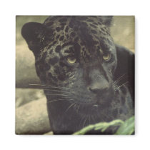 Black Panther Square Magnet