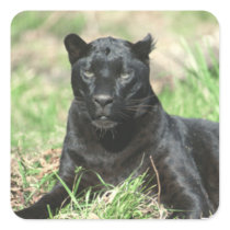 Black Panther Sticker