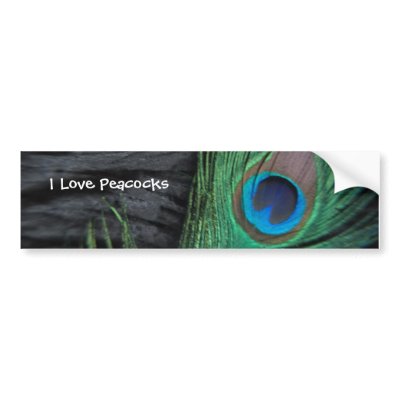 Black Peacock Feather Bumper Sticker by Peacocks