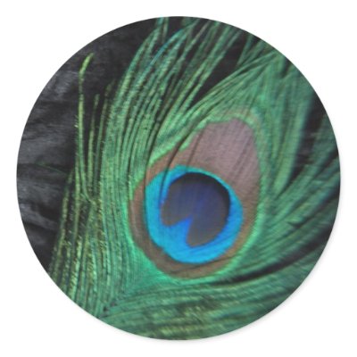 Black Peacock Feather Still Life Sticker by Peacocks