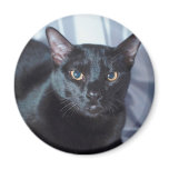 Black Pedigree Cat  1 Refrigerator Magnets