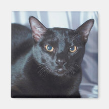 Black Pedigree Cat 1 Magnets