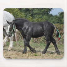 Black Percheron draught   horse foal Mousepad