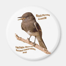 Black Phoebe Fridge Magnet