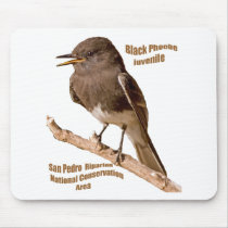 Black Phoebe