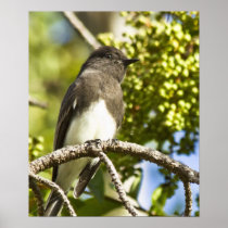 Black Phoebe Poster