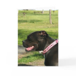 Black Pit Bull greeting card