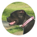 Black Pit Bull stickers