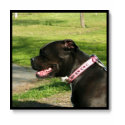 Black Pitbull Tank top t-shirts